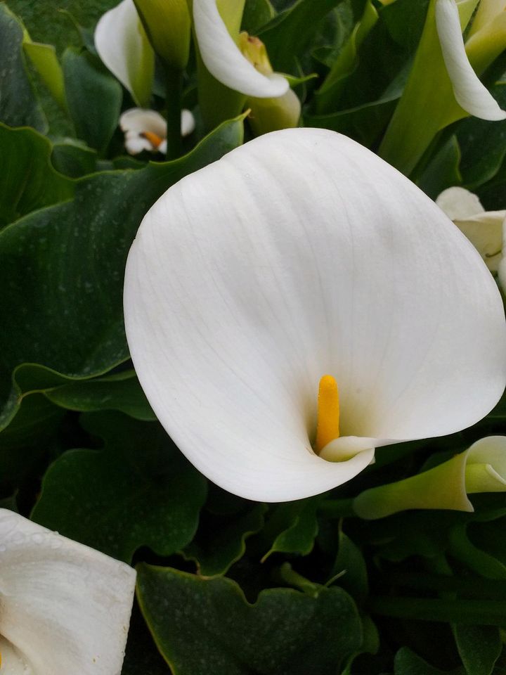 Garten Blumen Kalla in Euskirchen