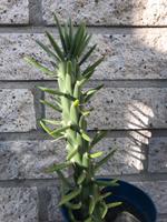 Opuntia subulata Kakteen Zimmerpflanze Nordrhein-Westfalen - Roetgen Vorschau