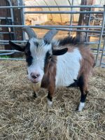 Kleiner Ziegen Bock sucht neues Zuhause Niedersachsen - Lilienthal Vorschau