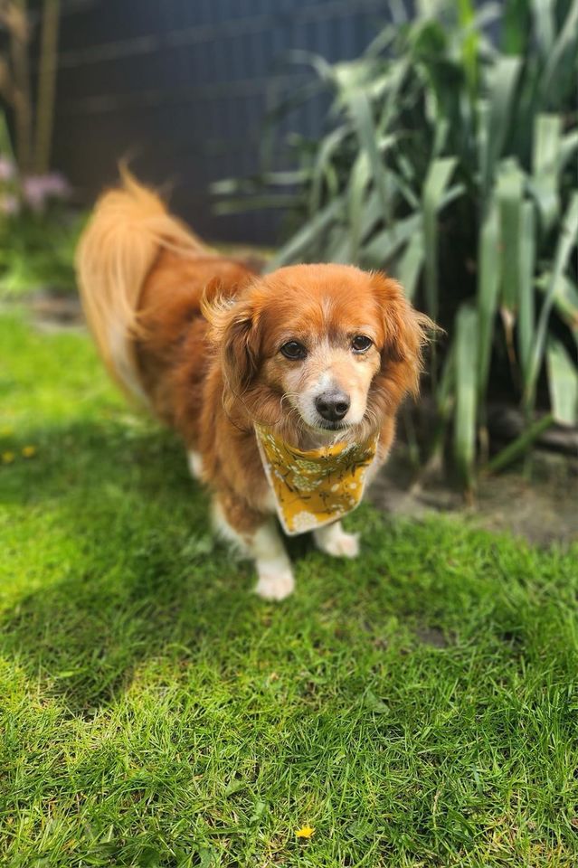 Kleiner JAMIE ❤️ aus dem Tierschutz sucht seine Familie in Wuppertal