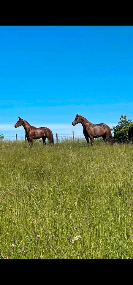 4jähriger, charmanter, kleiner Warmblut Wallach, dunkel Fuchs,roh in Eschershausen