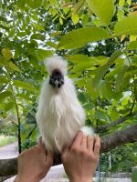 Zwergseidenhuhn Hahn Baden-Württemberg - Mutlangen Vorschau