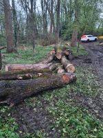 Pappelholz stammholz  feuerholz Brennholz Nordrhein-Westfalen - Burscheid Vorschau