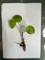 Pilea | Bauchnabelpflanze | Ufopflanze - Ableger Altona - Hamburg Ottensen Vorschau