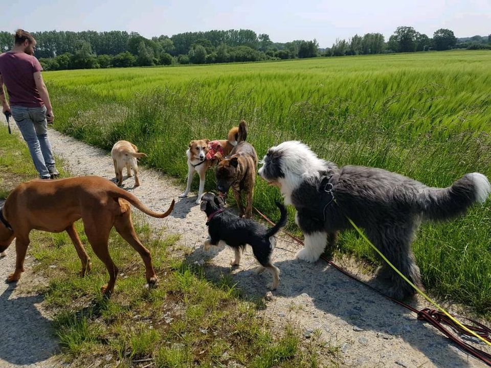 Spielgruppe für Hunde / Hundefreilauf, Hundetreffen, Hundeschule in Soest