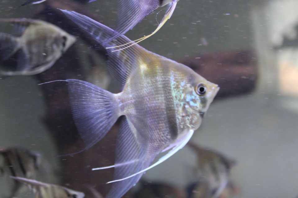 Junge Skalare Pterophyllum Altum DANTUME 6 Stück 27€ 8-12cm in Uetze