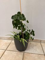 Zimmerpflanze 60cm Tellerpflanze / Ufopflanze / Glückstaler Bayern - Schwabhausen Vorschau