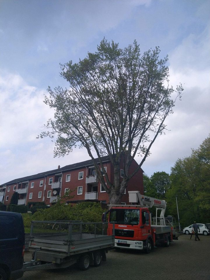 Professionelle Baumpflege und Baumfällung in Bremen