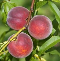 Pfirsich Kernechter vom Vorgebirge 60-80cm - Prunus persica Niedersachsen - Bad Zwischenahn Vorschau