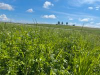 Siloballen Luzerne- Gras und Rotklee Baden-Württemberg - Pfronstetten Vorschau