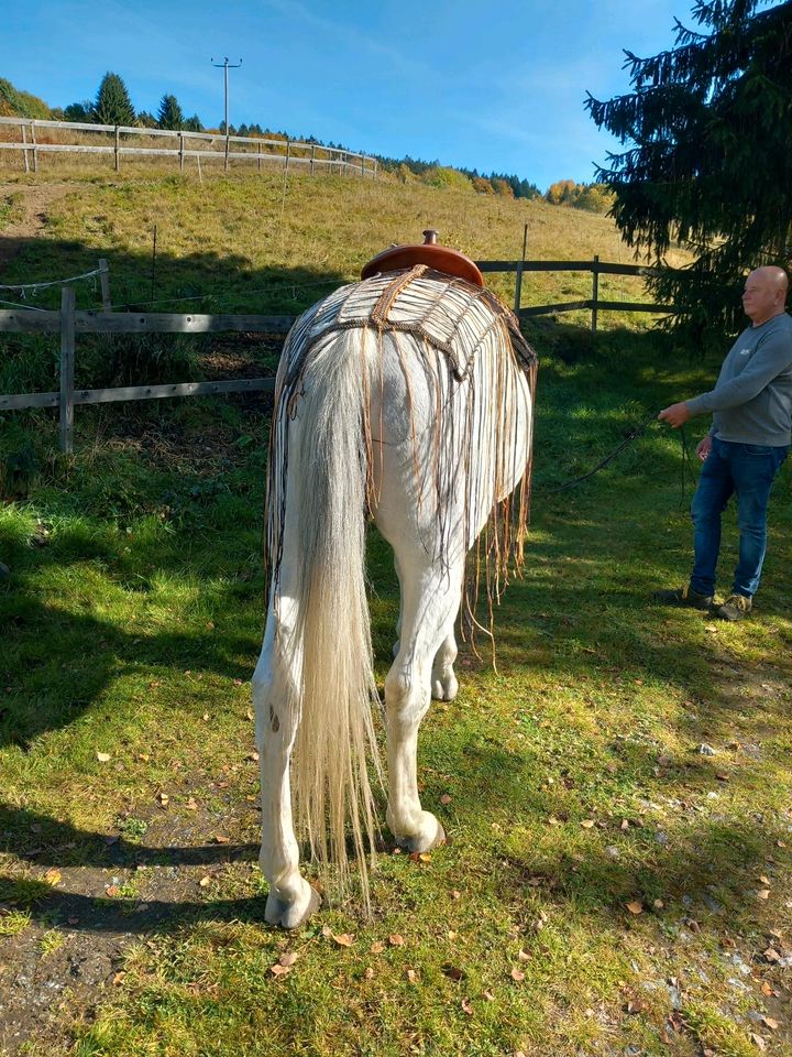 Fliegenausreitedecke nach Maß vom Kaltblut bis Pony in Rosenheim