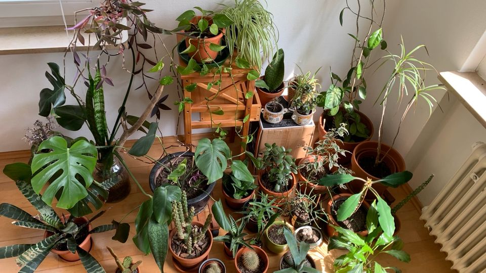 Pflanzen Dschungel Zimmerpflanze Monstera Kaktus Sukkulenten in Stuttgart