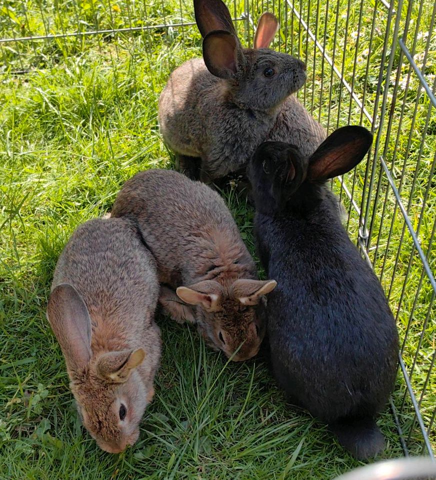 3 Kaninchen (1x schwarz 2x braun) in Köln