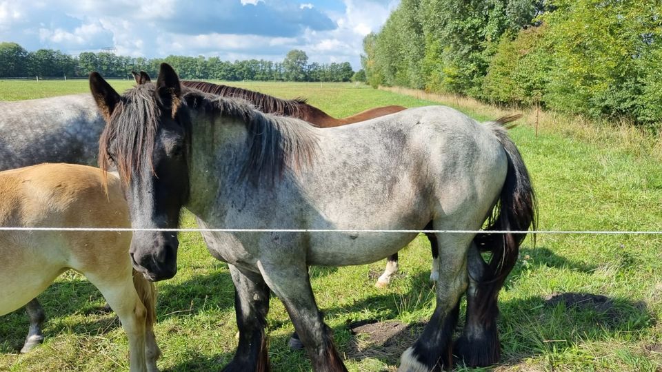 Typvoller Trekpaard Wallach, Farbwechsler, vierjährig in Neustadt (Dosse)