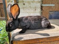 Kaninchen Aue,  geimpft Niedersachsen - Großenkneten Vorschau