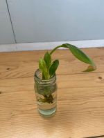 Philodendron Birkin - Ableger mit Glas Hamburg-Nord - Hamburg Eppendorf Vorschau