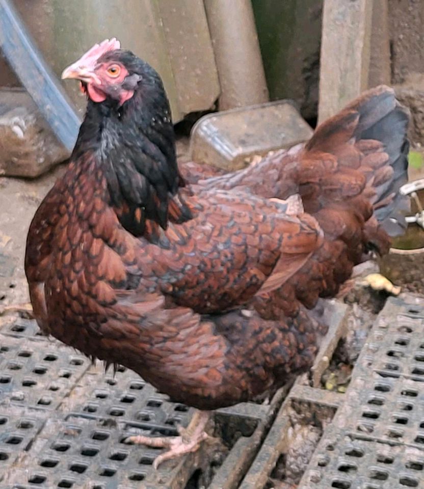 Große Barnevelder bruteier hühner in Hagen