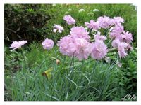 Suche Garten Nelken (Dianthus) und Duftpflanzen Bayern - Schweinfurt Vorschau