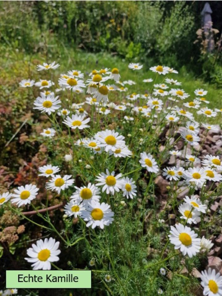 Echter Lavendel mehrjährig, besonders insektenfreundlich in Alzenau