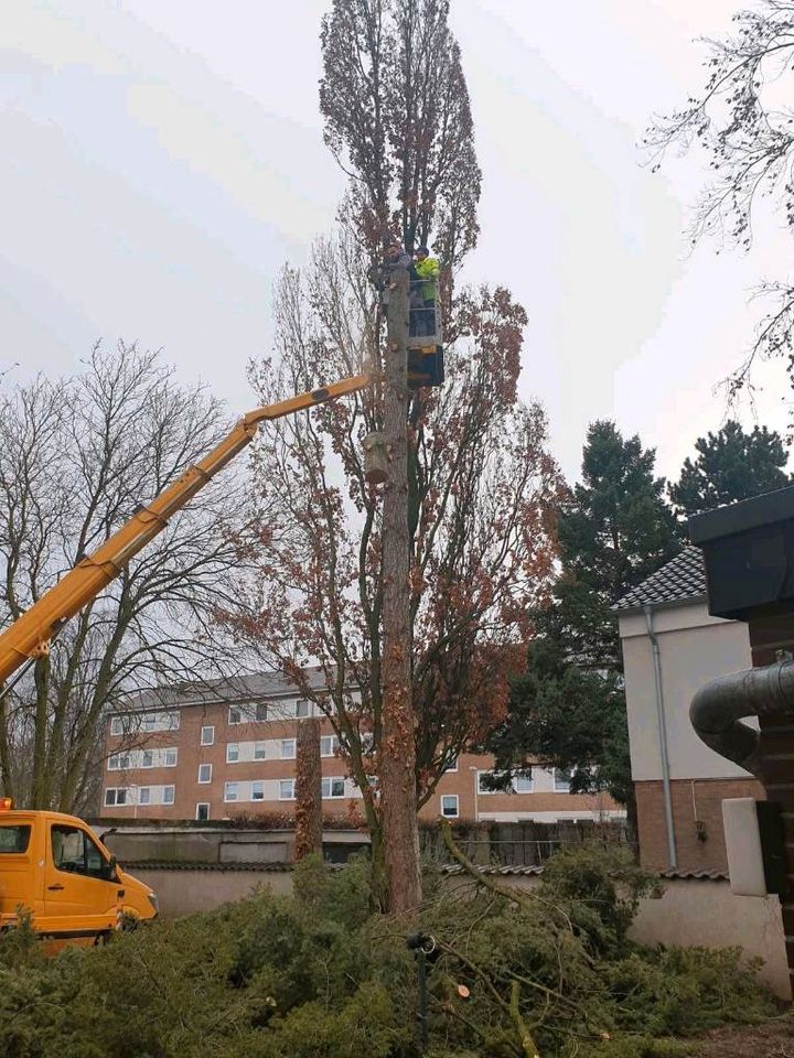 Baum fällen,schneiden, kürzen,baumschnitt in Wesseling