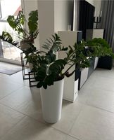 Zamioculcas mit Übertopf weiß Hessen - Dieburg Vorschau