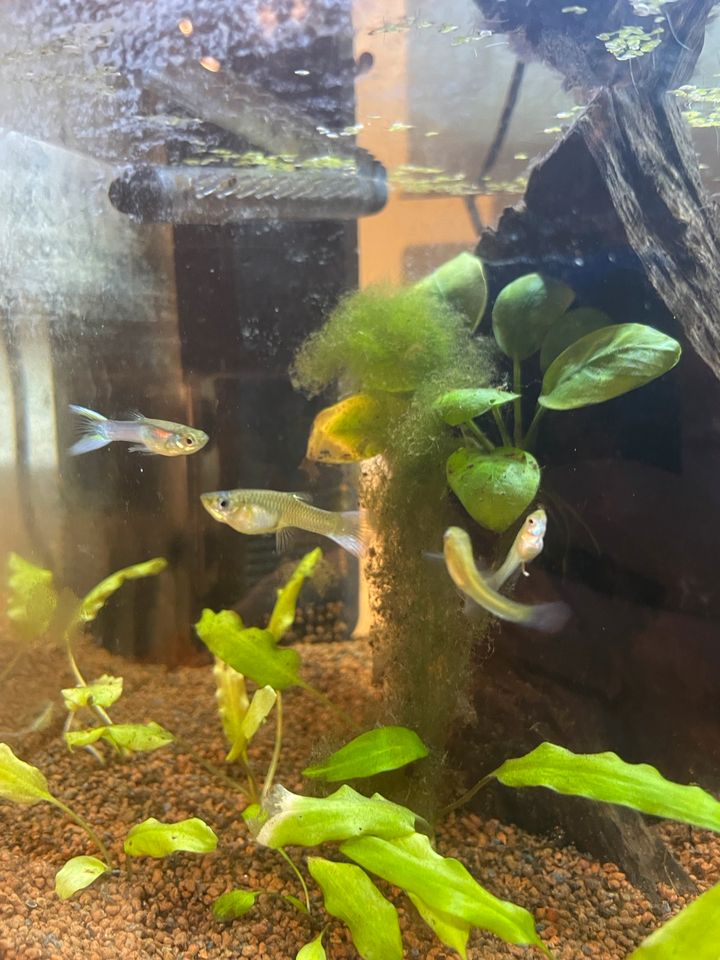 Endler Guppys in Reutlingen