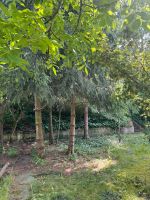 Bäume/ Holz Bothfeld-Vahrenheide - Sahlkamp Vorschau