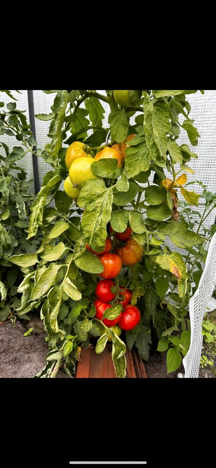 Tomatenpflanzen bulgarischer Art in Delmenhorst