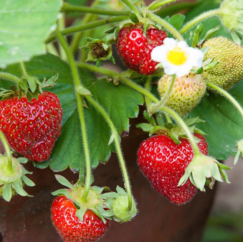 10 Erdbeerpflanzen bio in Schafstedt