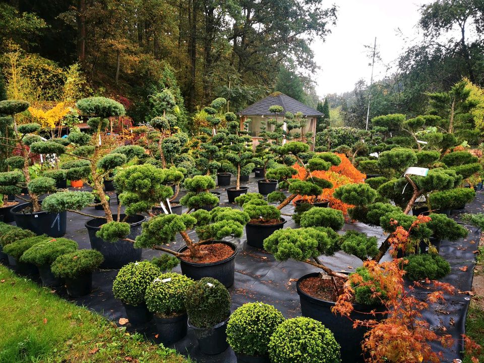 Gartenbonsai Formgehölze Formschnitt Japangarten Wacholder in Bogen Niederbay