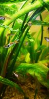 Guppys Endlers Baden-Württemberg - Blaubeuren Vorschau