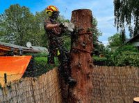 Baumfällung - Baumpflege - Seilklettertechnik - Baumdienst Brandenburg - Mittenwalde Vorschau