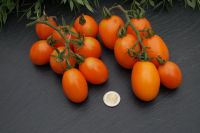 Tomatensamen #oranges Pfläumchen 10 Samen = 2,50 € Nordrhein-Westfalen - Würselen Vorschau