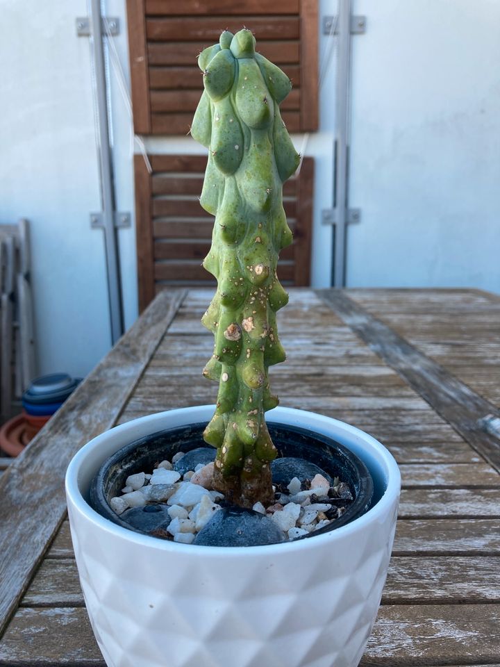 Boobie Cactus (Myrtillocactus geometrizans 'Fukurokuryuzinboku') in Nürnberg (Mittelfr)