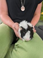 Rosettenmeerschwein sucht ein neues Zuhause Sachsen - Elsterheide Vorschau