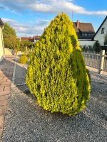 Thuja Smaragd Lebensbäume Bayern - Röthenbach Vorschau