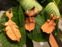 Wandelndes Blatt Phyllium,  Letiranti Tataba Niedersachsen - Papenburg Vorschau