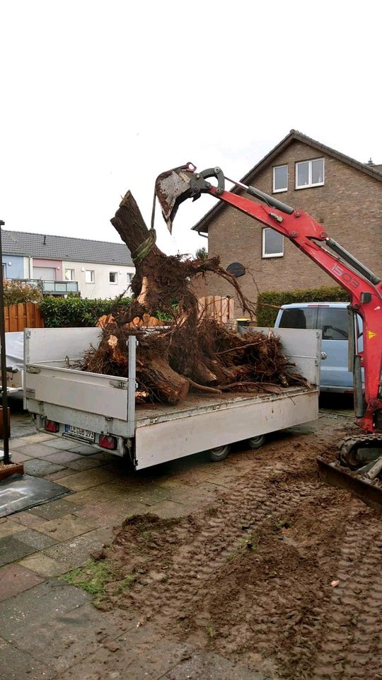 Sträucher Hecke Wurzeln roden mit Minibagger in Uedem