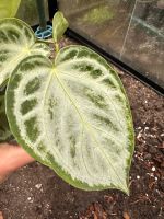 Anthurium Crystallinum Silver Blush Pflanzen Nordrhein-Westfalen - Porta Westfalica Vorschau