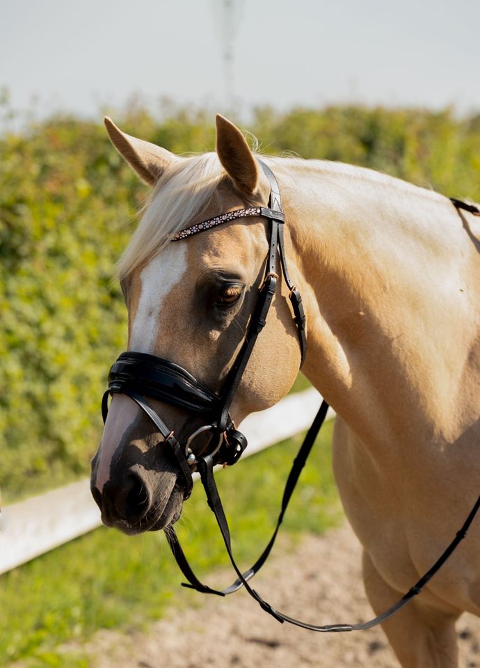 ROSé Goldene TRENSEN pony, vb/cob, wb/full €64,95 in Rehburg-Loccum