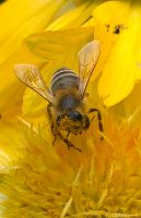 Prächtige Bienen Ableger Bienen Carnica 2024 Bayern - Baldham Vorschau