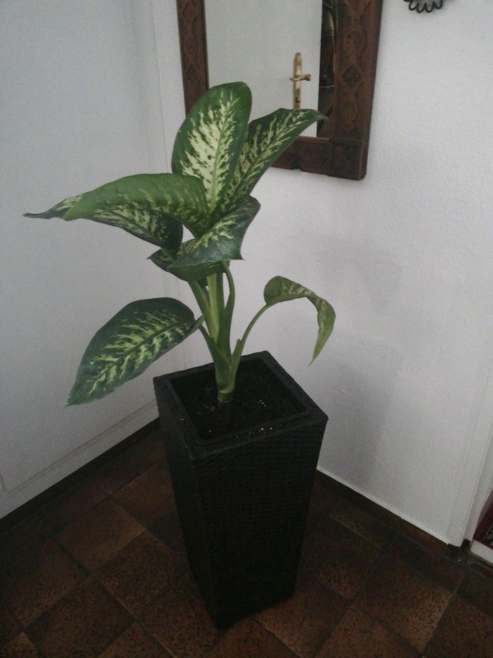 Dieffenbachia in Steinheim an der Murr