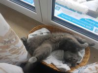 Dringend! Britisch Kurzhaar Katze weiblich, BKH abzugeben Bayern - Augsburg Vorschau
