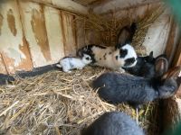 Kleine Kaninchen abzugeben Thüringen - Wutha-Farnroda Vorschau