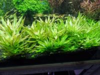 Ludwigia polycarpa Aquarium Planzen Nordrhein-Westfalen - Herne Vorschau