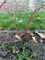 Japanischen Weinbeere, Rote Beeren Nordrhein-Westfalen - Marienmünster Vorschau