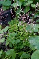 Porzellanblümchen Saxifraga Steinbrech Staude winterhart Hessen - Liebenau Vorschau