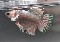 Männchen/ Betta splendens/ Kampffisch/ CTDE/ Crowntail Dumbo Niedergörsdorf - Blönsdorf Vorschau