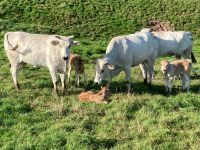 Chianina  Kühe /kälber Nordrhein-Westfalen - Hennef (Sieg) Vorschau