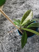 Hoya Carnosa Wachs/Porzellanblume Zimmerpflanze Hessen - Friedrichsdorf Vorschau